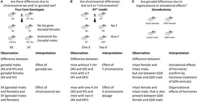 The role of gonadal hormones and sex chromosomes in sex-dependent effects of early nutrition on metabolic health